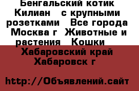 Бенгальский котик Килиан , с крупными розетками - Все города, Москва г. Животные и растения » Кошки   . Хабаровский край,Хабаровск г.